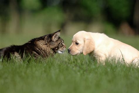Cat Breeds That Get Along With Dogs Readers Digest Canada