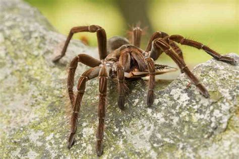 Největší pavouk na světě Pavoučí rekordy