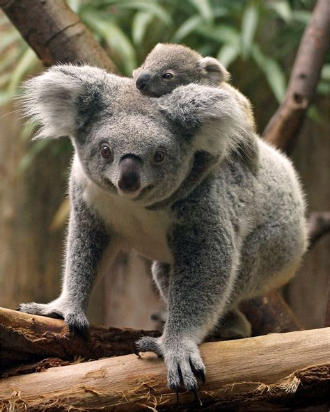 Mama Koala With Joey On Her Back Koala Cuddly Animals Cute Animals