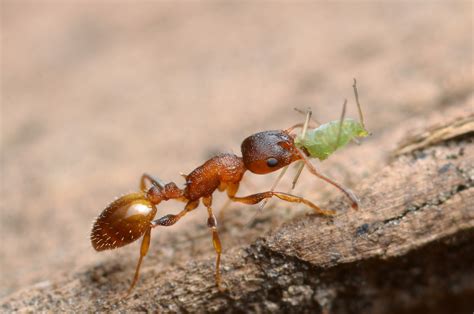 The Ants Go Marching Methodically University Of Arizona News