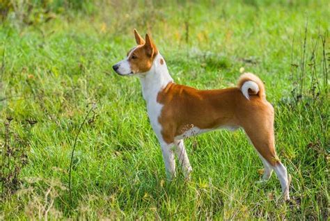 Pariah Dogs 9 Ancient And Wild Dog Breeds Best Dog Breeds Dog