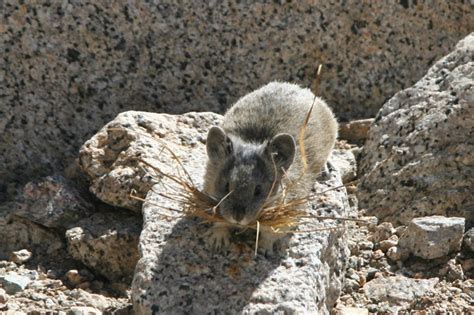 Pikas In Peril Climate Change Puts The Heat On North Americas Rock