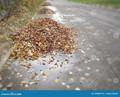Fallen Leaves Are Collected In Equal Piles Stock Image Image Of Fall