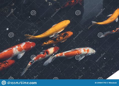 Koi Fish Swimming In The Fish Pond Stock Image Image Of Beautiful