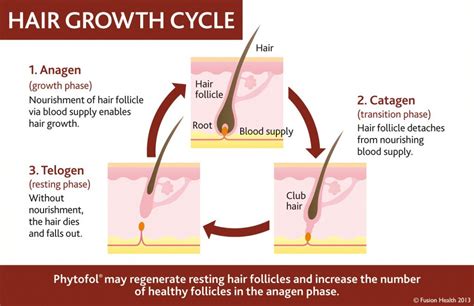 Hair growth depends on several factors, including a person's genetic history. Hair Growth Cycle - Fusion Health