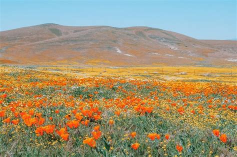 39 Flower Fields In California To Brighten Up Your Spring Summer And Fall