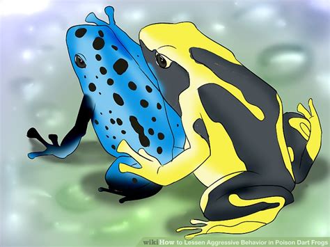 Scientists believe poison dart frogs assimilate plant poisons which are carried by their prey. How to Lessen Aggressive Behavior in Poison Dart Frogs: 3 ...