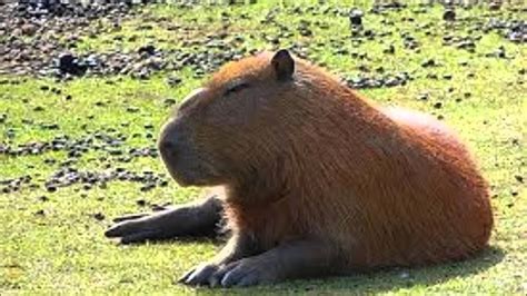 L'oeuf ou la poule ? les plus gros animaux du monde! big! - YouTube