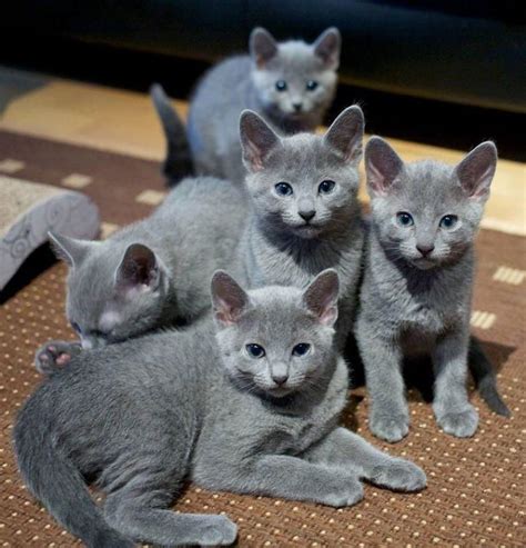 Pretty Cats Blue Cats Russian Blue Kitten