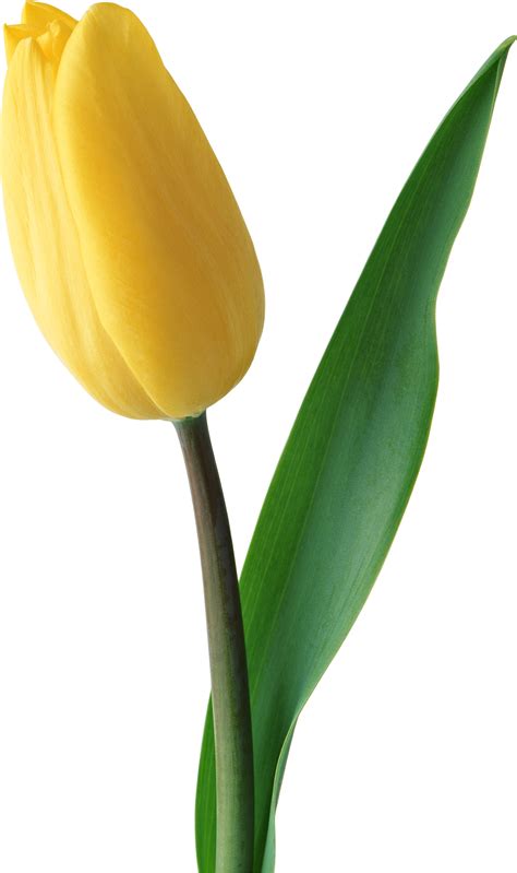 Yellow Tulip Png Image Transparent Image Download Size 1589x2680px