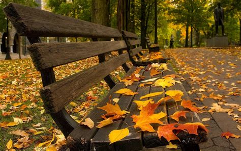 1920x1200 1920x1200 Autumn Bench Bokeh Foliage Leaves Park