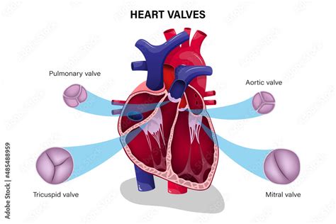 Human Heart Valve Pulmonary Valve Aortic Valve Tricuspid Valve And Mitral Valve Stock Vector