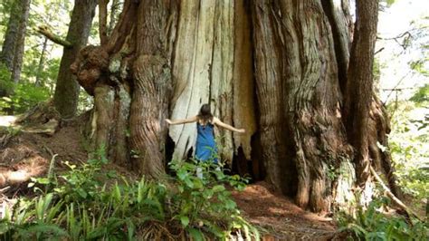 Canadas Largest Tree The Cheewhat Giant On Vimeo
