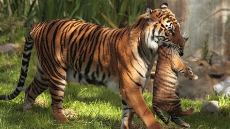Fond Décran Tigre Faune Gros Chats Des Bébés Animaux Safari