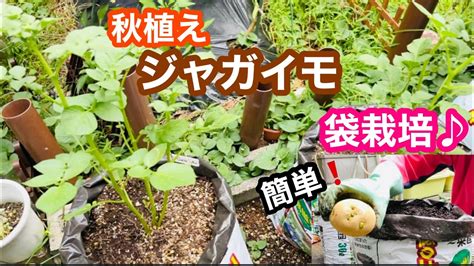 じゃがいも栽培秋植えじゃがいもの簡単 袋栽培 029 YouTube