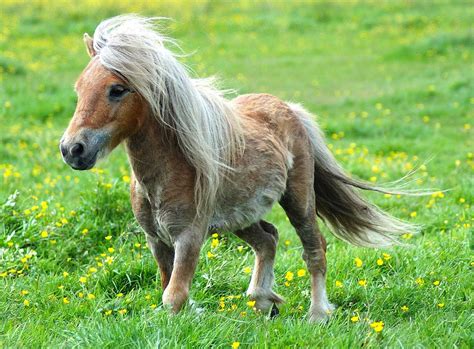Free Animal Wallpaper Pony Pictures