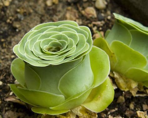 The needles in the shower are a nightmare. Rose Succulents Look Like Tiny Blossoming Flowers from a ...