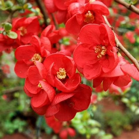 Japanese Quince Seeds Chaenomeles Japonica 15 Seeds Garden Seeds