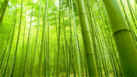 Bamboo Wallpapers Best Wallpapers