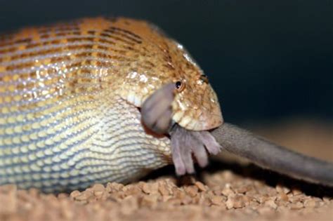 2,628 for sale baby kenyan sand boas. Imgur on Twitter: "The Arabian Sand Boa looks like a sock ...