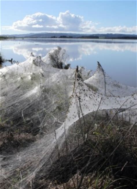Ken walker, an entomologist who specializes in spiders. Raining spiders? Large areas of Australia covered in ...