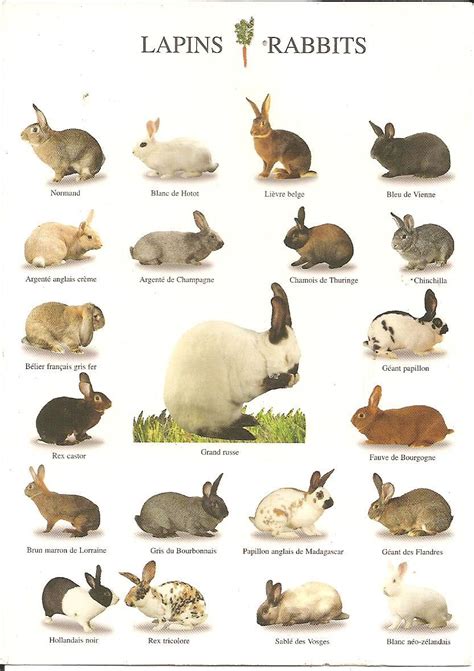 Rabbit Breeds Chart