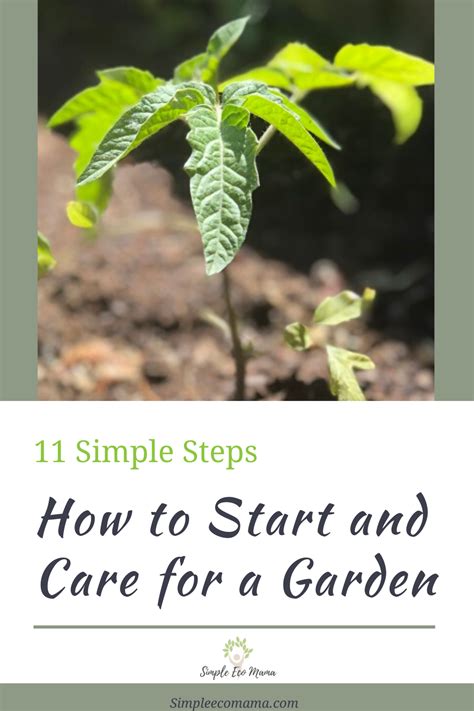 How to Start and Care for a Garden in 11 Simple Steps | Starting a