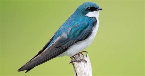 tree swallow identification all about birds cornell lab of ornithology