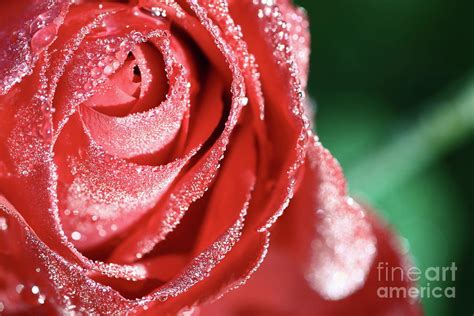 Rose Bud With Morning Dew Water Photograph By Gregory Dubus Fine Art