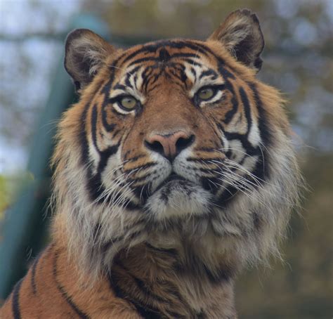 Flickrpmpbpag Sumatran Tiger Panthera Tigris Sumatrae