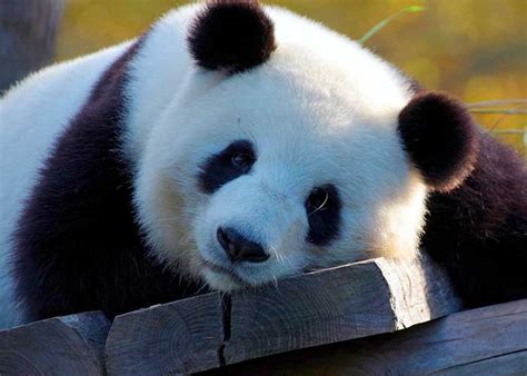 Zoológico De Singapur Cría El Primer Cachorro De Panda Tn8tv