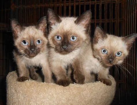 The most common is seal point, the dark brown points. seal point siamese kittens for Sale in Vernon, New Jersey ...