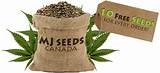 Photos of High Quality Marijuana Seeds For Sale