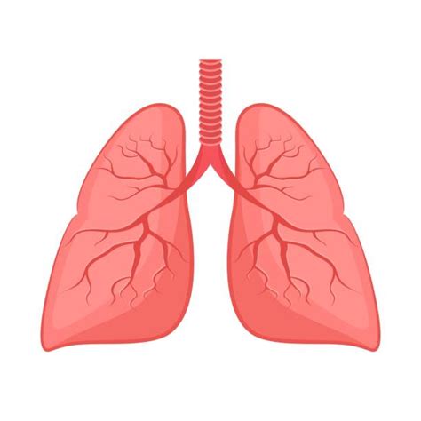 Lungs Stock Photos Pictures And Royalty Free Images Istock