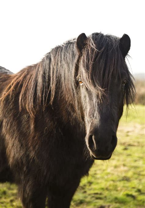Black Shetland Pony - A-Z Animals