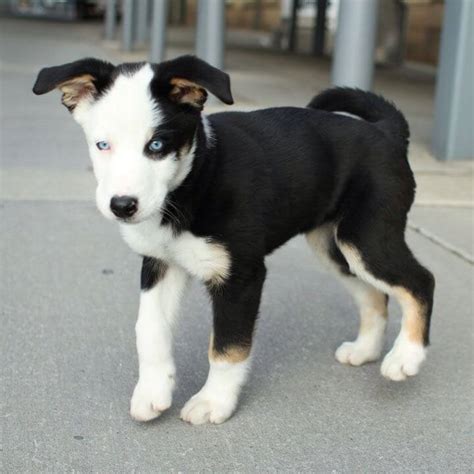 The Adorable Agreeable Husky Lab Mix All You Need To Know