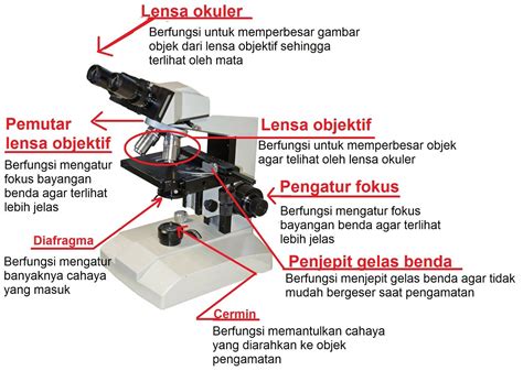 Bagian Bagian Dari Mikroskop Dan Fungsinya Berbagai Bagian Penting