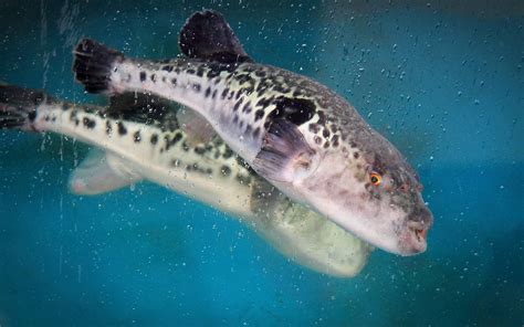 Fugu Fish Survival Guide What You Need To Know Before Eating It
