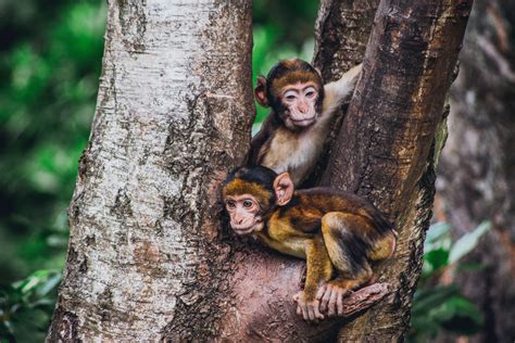 Two Brown Monkeys In A Tree Raww