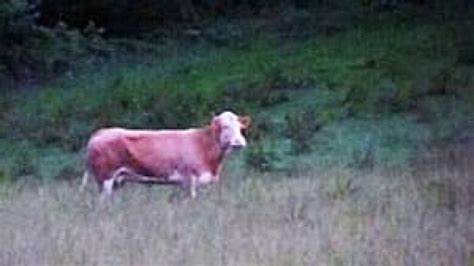 Audio Fugitive German Cow Comes Home Cbc News