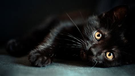 Imagini De Fundal Negru Nas Mustati Pisici Negre Pisica Neagra