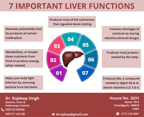 The Liver Is The Largest Solid Organ And The Largest Gland In The Human