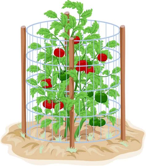 Cages à Tomates Comment Les Utiliser Les Meilleurs Types Et Un Type
