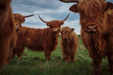 Highland Cattle Heritage Livestock Breeds Mother Earth News