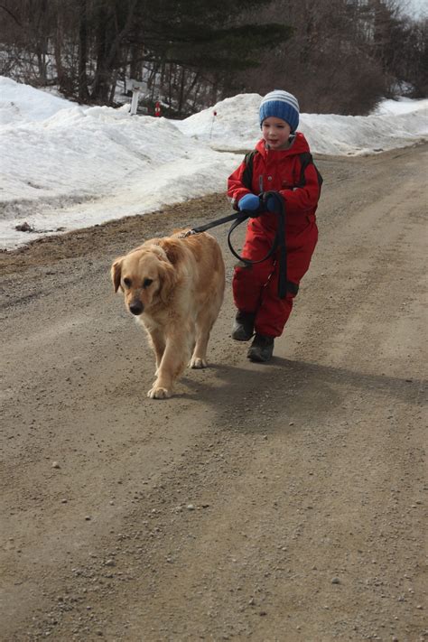 Children And Golden Retrievers Perfect Companions Windy Knoll