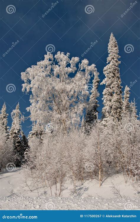 Impassable Snow Covered Siberian Taiga Stock Image Image Of Taiga