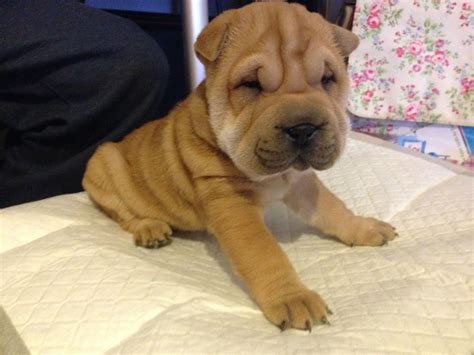 Beautiful Shar Pei Puppies For Sale Kc Reg Large Animals Baby