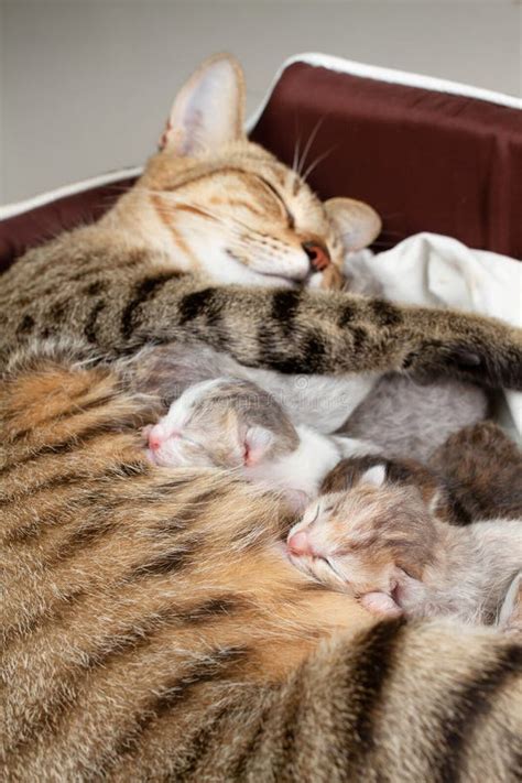 The Mother Cat With Newborn Kitten Stock Image Image Of Kittens