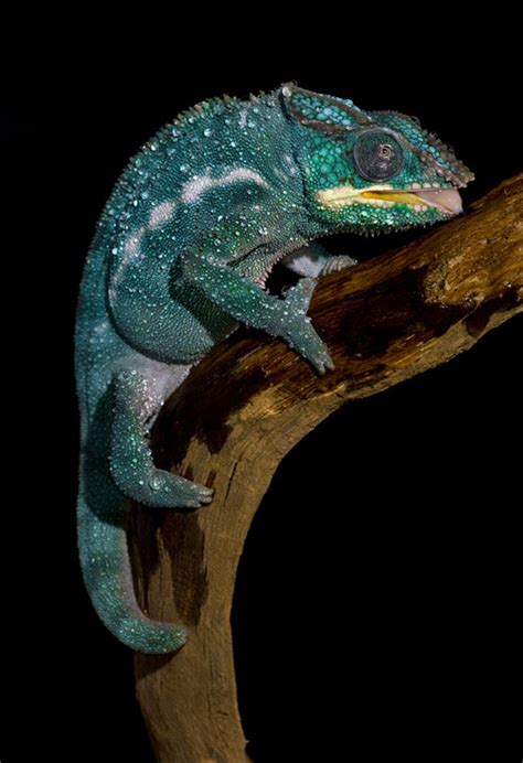 33 Splendid Chameleon Photography With Colorful Show Offs Naldz Graphics