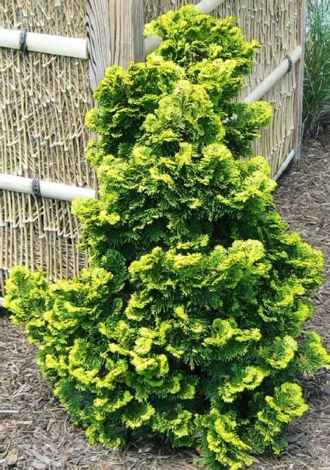 Verdoni Gold Hinoki Cypress Garden Evergreens Pinterest Gold